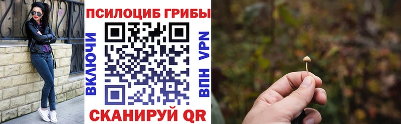 где найти   Вельск  Галлюциногенные грибы Psilocybine cubensis 